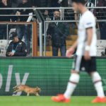 Gato invadió el campo del Besiktas – UEFA Champions League – elespectador.com