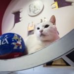 el gato aquiles predecira resultados mundial rusia 2018 elespanolcom