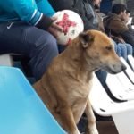 3 Tesapara – Perra del Club Sportivo 2 de Mayo – clarin.com