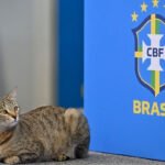 La venganza del gatito: los mejores memes de la eliminación de Brasil del Mundial Catar 2022 (FOTOS)