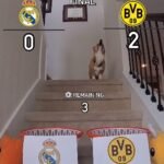 ¡VIRAL! El perro que acertó el pronóstico de los cuartos de final, predice quién será el ganador de la Champions League (VIDEO)